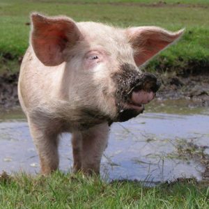 Pig in Mud